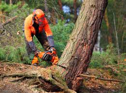 Horseshoe Bay, TX Tree Services Company
