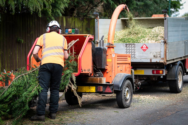 How Our Tree Care Process Works  in  Horseshoe Bay, TX