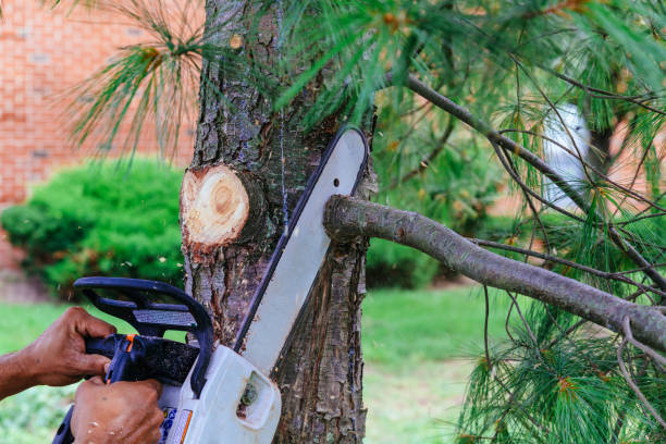 Reliable Horseshoe Bay, TX Tree Services Solutions